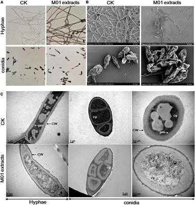 Antimicrobial Mechanism and Secondary Metabolite Profiles of Biocontrol Agent Streptomyces lydicus M01 Based on Ultra-High-Performance Liquid Chromatography Connected to a Quadrupole Time-of-Flight Mass Spectrometer Analysis and Genome Sequencing